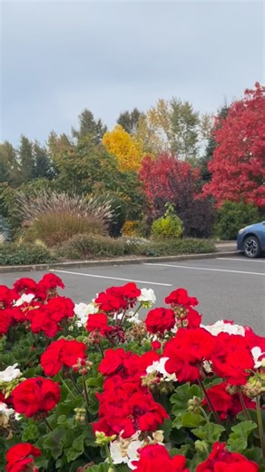 The grounds are glowing in shades of gold and amber — it’s one of the most peaceful times of year to wander, unwind, and watch the season change. 🍂 Plan your fall getaway to Oregon Garden Resort before the busy holiday season begins — it’s the perfect moment to slow down and savor the colors of the Willamette Valley. Link in bio to start planning! #OregonGardenResort #SilvertonOR #WillametteValley #FallInOregon #OregonGetaway #OregonResort #OregonFallColors #PNWGetaway | Oregon Garden Resort