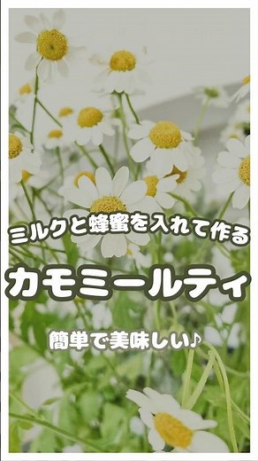 ハーブティーで眠れない夜を乗りきる♡カモミールミルクティーの作り方 温かい牛乳にティーバックを入れるだけでもok です #herbaltea #herbal #herbs