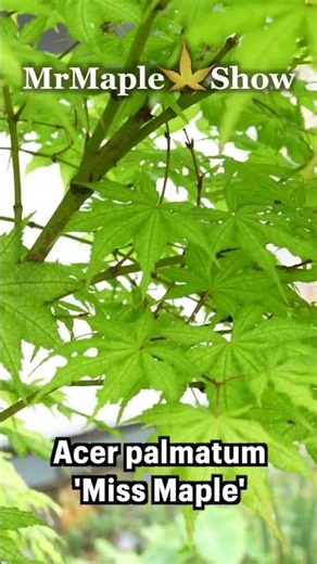 Acer palmatum 'Miss Maple' Japanese Maple