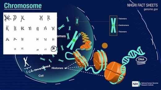 Gene expression and regulation