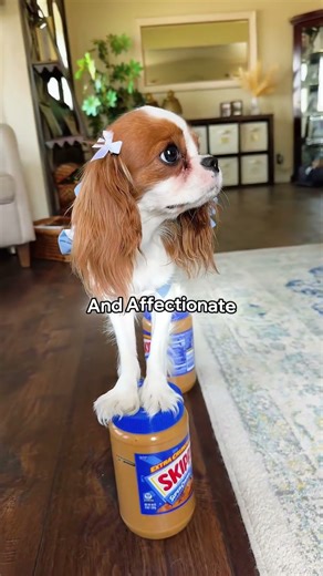 Top Small Dog Breeds for Tiny Homes