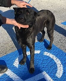 1.8K views · 40 reactions | #160043 German Shepherd 1-2 year old Male Intake 1-5-16 Available 1-8-16 Email: rescue.coordinator@co.clayton.ga.us Located at 1396 Government Circle, Jonesboro, GA 30236 Our phone number is 770-477-3509 our FAX is 770-603-4199 Regular Business Hours: Mon - Sat 8:00 am - 3:45 | Friends of Clayton County Animal Control Dogs | Facebook