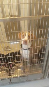126K views · 508 reactions | The Dog Shelter is completely full. We...