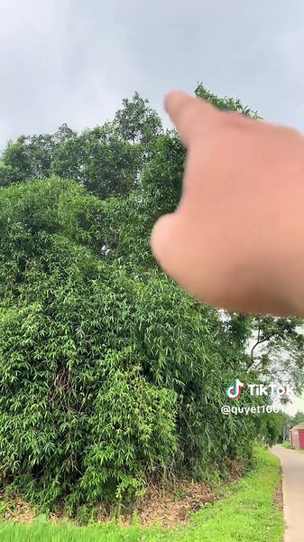 5m đột biến#chimcanh