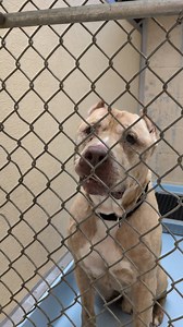 56K views · 1.1K reactions |  We're 15 dogs over capacity and have...