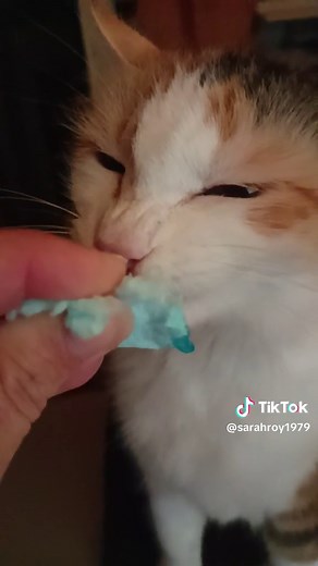 Sarah Roy (@sarahroy1979)’s videos with Oh no Oh no no no No - Okasansan08