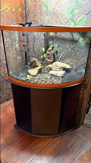Build out of a 54 gallon Corner tank for my mom #fishtank #aquascape #aquarium #plantedtank