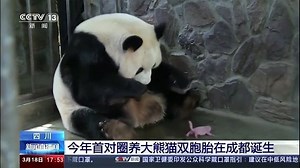 862K views · 4.6K reactions | Panda twins was born on the 18th of March, 2020 in China. They are the first born in captivity this year. Their mother is 17 years old and this is her fifth delivery. She has a total of 8 offspirng now. (source: uk.news.yahoo.com/watch-newborn-giant-panda-twins-073208142.html) #panda | The Great Panda Conspiracy | Facebook