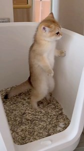 𝐆𝐔𝐌’𝐬 𝐅𝐚𝐦𝐢𝐥𝐲 膠氏家族 | ‎Funniest toilet position ( ⁼̴̤̆ ꇴ ⁼̴̤̆ )੭ 識屙 一定係咁屙 💩💩💩 Like ♡ Comment ✎ Follow Üs .ᐟ.ᐟ.ᐟ ฅ^•ﻌ•^ฅฅ^•ﻌ•^ฅฅ^•ﻌ•^ฅฅ^•ﻌ•^ฅฅ^•ﻌ•^ฅฅ^•ﻌ•^ฅ...‎ | Instagram