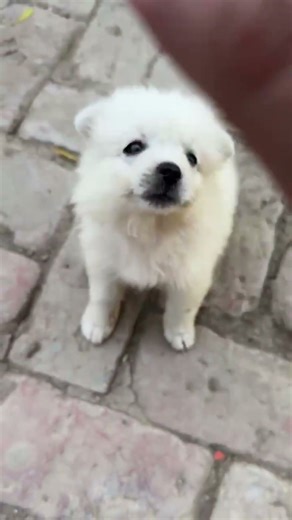 Adorable Fluffy White Pom Puppy Walks Freely & Leaves Mom Behind 😂🐶 #shortsfeed #shorts