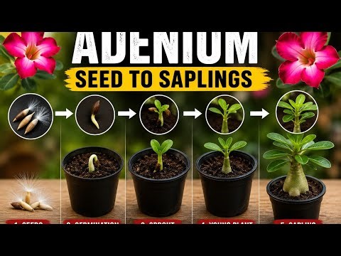 Adenium from seeds🌸 | obesum | arebicum | 