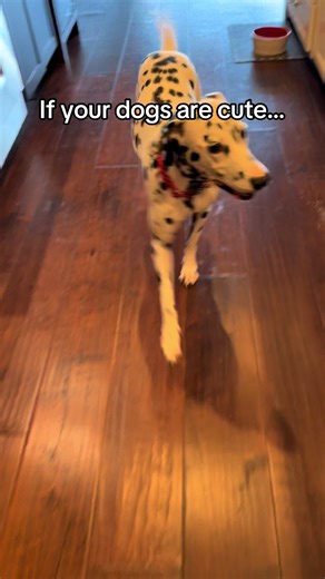 Healthy Dog Treats: Brutus & Barnaby Cheese Sticks