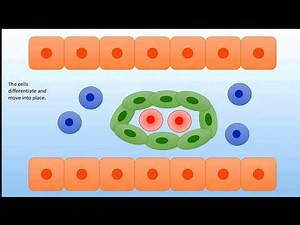 Vasculogenesis and Arterial Embryology
