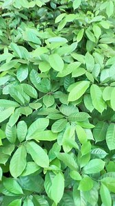54K views · 582 reactions | Nursery best nutmeg plants available | My Nature India Foundation | Facebook