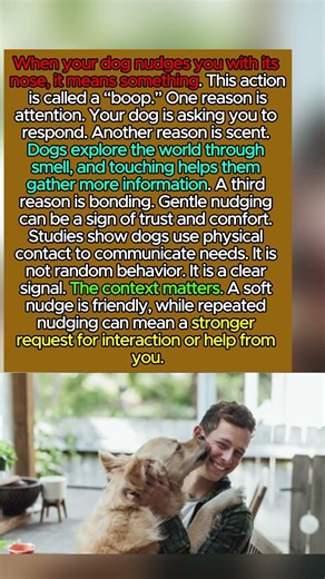 3 REAL Reasons Dogs “BOOP” You With Their Nose #dogpsychology #puppy