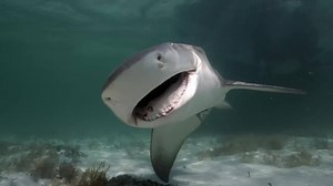 579 reactions · 59 shares | The sharks are feisty in this episode of Local Knowledge airing this Sunday on Destination America channel at 7am EST. Set your DVR! | Local Knowledge | Facebook