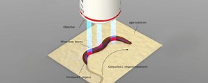 Roboworm: Forscher verwandeln Würmer in Bio-Roboter