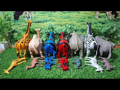 WADIDAU‼️PROSES‼️POTONG SAPI‼️KURBAN‼️Sapi videos | COW VIDEOS | AEL SAPI #6