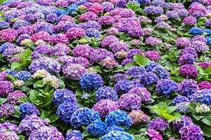 Hydrangea vs. Rhododendron: How to Tell the Difference