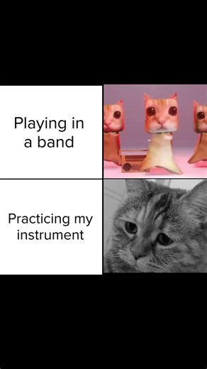 Musicnotes on Instagram: "#musicmeme #musicalhumor #band #music #meme #cat #cats"
