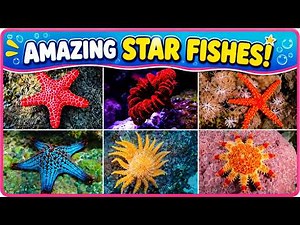 Starfish ⭐ | Learn Different Types of Sea Stars for Kids | Educational Video