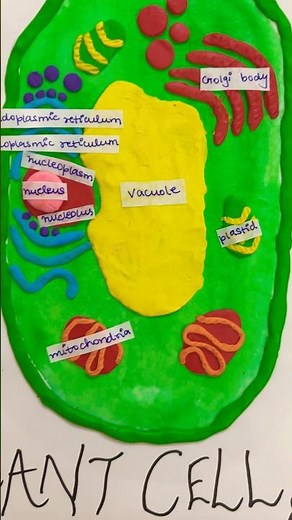 3D model of plant cell using clay-plant cell clay model-easy cell model for school project #shorts