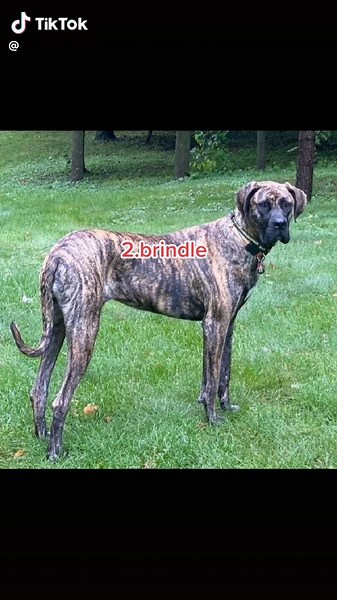 greatdane.world on TikTok