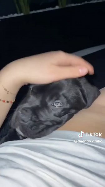#greenscreenvideo #drako #canecorso