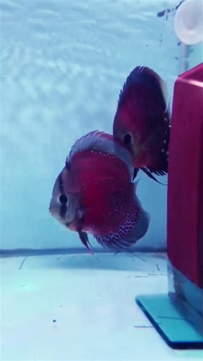 Blue rim red cover discus fish pair#exoticaquariumfish #discusfish