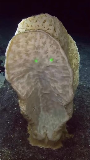 #DeepSea #sponges like these, which we explored in the waters of the #MarshallIslands, are an integral part of #seafloor ecology, providing habitat for tons of other species, like the #squatlobster seen here. #WildlifeWednesday | Nautilus Live