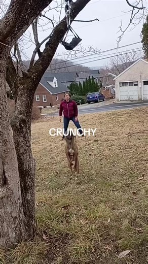 #artsmissy #stompanato butcher boy turtle buster #kingfish #showdogs #turtlebuster