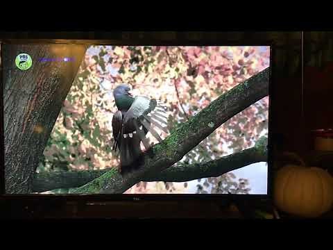 Odd Squad Pigeon Agent Olhm