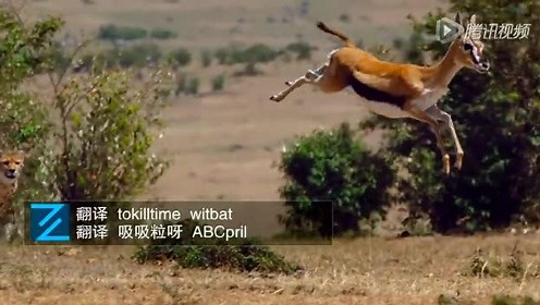 BBC纪录片展播区_BBC纪录片展播区_纪录片猎捕第1集