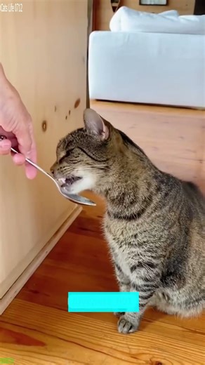 Cute Cats 😼 funny cats talking 🙀 # Ep 6520