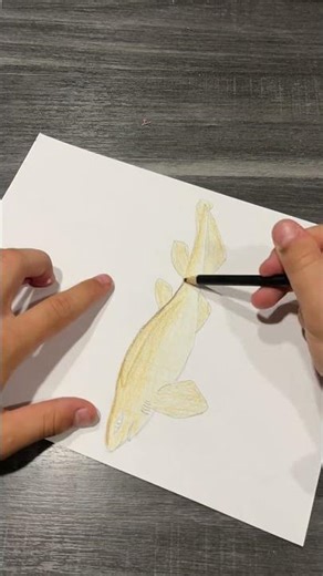 Day 50 of Drawing Sharks (New Zealand Catshark)