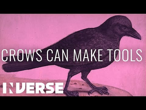 Crows Are So Smart They Can Make Tools | Inverse