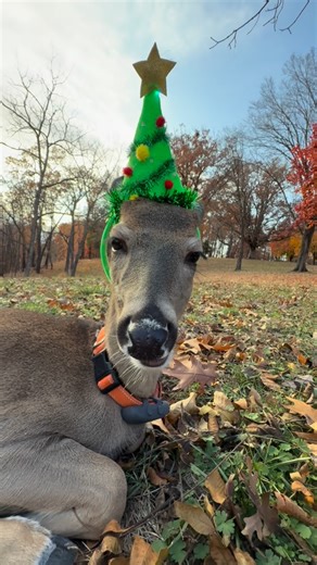 Lorry Brown on Instagram: "🎄🎅🦌😆 #GoldenRetriever #hike #cats #dogs #catsofinstagram #chickens #hikingcats#Nature #deer #duck #trails#animals #squirrel #fyp #funny #hike #hiking #trails"