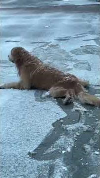 Dogs are the most beautiful scene in winter #dog #cute #fyp #puppy #viral #viralvideo