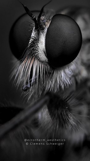 30K views · 102 reactions | Built like a fighting jet! Asilidae, robber fly #asilidae #fly #robberfly #insect #diptera | Clemens Schweiger | Facebook
