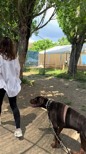 Educazione cani DA OLTRE 40 ANNI DI ESPERIENZA Recupero comportamentale e addestramento PRIMO INCONTRO GRATUITO Roma Zona Eur Laurentina. Per info e appuntamenti: ☎️ 3383965681 Emanuele #educatorecinofilo #addestramento #dogtraining #Training #doggy