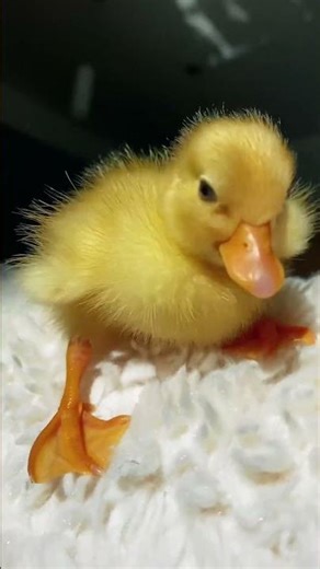 🐥⚡El patito lleno de energía