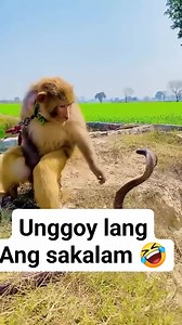 monkey and snake | Dominican Sisters of Blessed Imelda