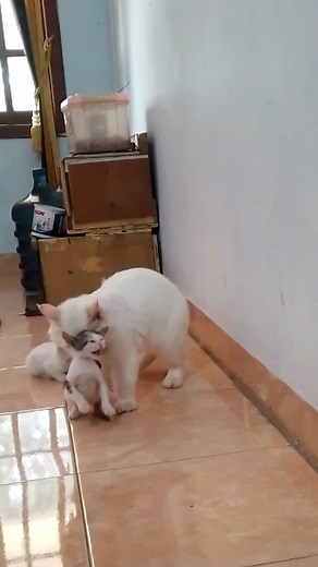 overprotective #kucing #viral #kucinglovers #catlovers | Moew Lecy