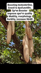 8.9K views · 62 reactions | Sausage fruits is one best fruit that can help men fix many problems like.. | Brandy Herbal Medicine | Facebook