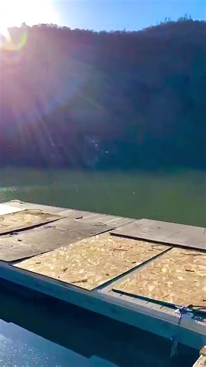 Falling a big maple tree into lake logging logger | Ruimfor