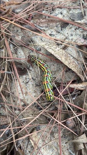 Banded sphinx moth caterpillar, also known by its scientific name, Eumorpha fasciatus