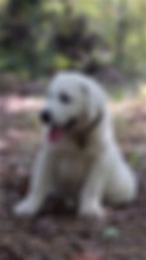 • Nature provides endless adventure. Our puppies are familiar with the rich scents and sounds of the forest🤎 • • • • #englishlabrador #puppylove #puppy #labbreeder #whiteenglishlab #labrador #englishlab #fyp #whitelab #lablove #labradorphotography #forest #labs #adventure #puppiesplaying #outdoors #cinamatic #cinamatography | Hickory Bluff Labradors LLC