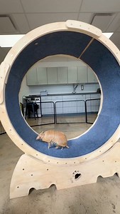 Morning workout time with Wilson the armadillo! 🥐💨 #animals #cuteanimals #armadillo | San Antonio Zoo