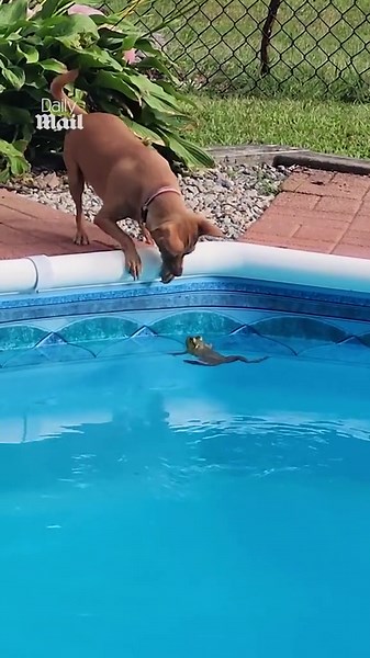 Playful dog chases frog around pool