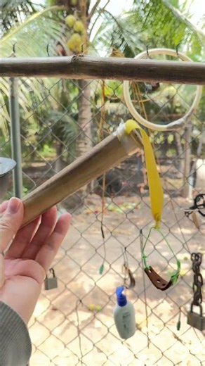 I brought my newly made slingshot to challenge my Japanese teacher. #slingshot #rubberbandslingsh...